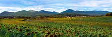 Field of Sunflowers ~ Westport NY