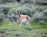 Yellowstone Pronghorn Antelope