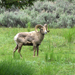Big Horn Sheep in Yellowstone