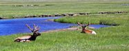 Bull Elk on Gibbon River in Yellowstone